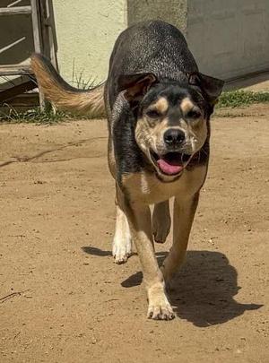 Decca, German Shepherd Dog / Black Labrador Retriever, young, available for adoption