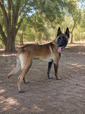 Goose, Belgian Shepherd Malinois, available for adoption