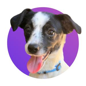 A close-up photograph of a black and white dog with its tongue hanging out, centered in a purple circle.