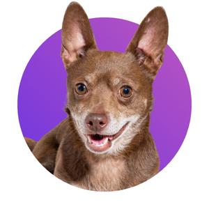 Kermit, Chihuahua, adult, available for adoption