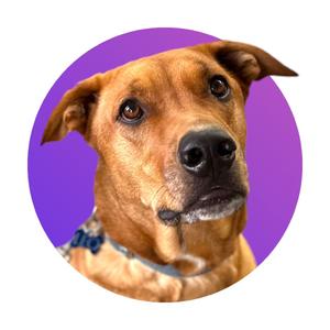 A dog