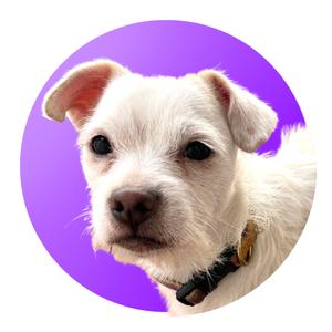 A white dog with floppy ears and a black collar, set against a purple circular background.