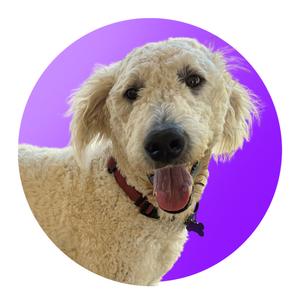 A fluffy white dog with a red collar and a black tag, sticking its tongue out, set against a purple circular background.