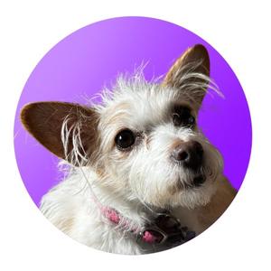 a dog