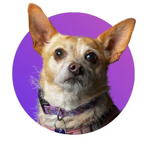 Lacey, Terrier, adult, available for adoption