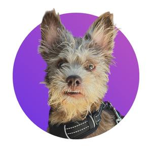 A close-up of a small dog with scruffy fur, standing against a purple circular background. The dog is wearing a black collar with white stitching.