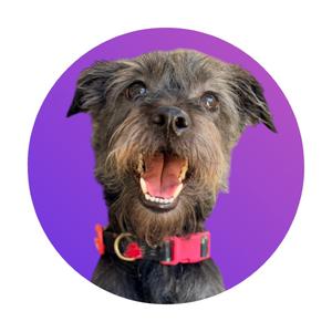 A happy, scruffy dog with a pink collar smiling against a purple background.