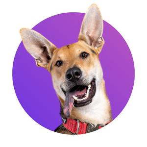 A dog with its tongue hanging out.