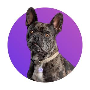 a brindle dog in front of a purple circle