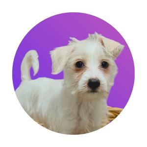 A small white dog with floppy ears and a curly tail is sitting on a purple background. The dog has a fluffy coat and is looking directly at the camera with big, dark eyes.