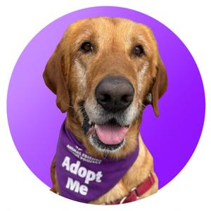 A golden retriever dog wearing a purple bandana that says "Adopt Me".