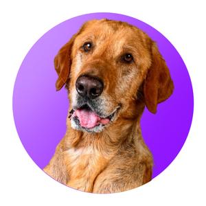 A golden retriever dog with a happy expression, sitting against a purple background.