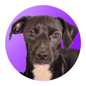 A close-up photograph of a small, black and white dog against a purple circular background.