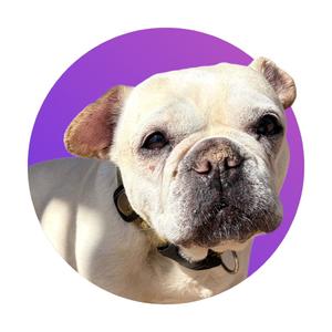 A close-up of a white French Bulldog's face with a purple background.