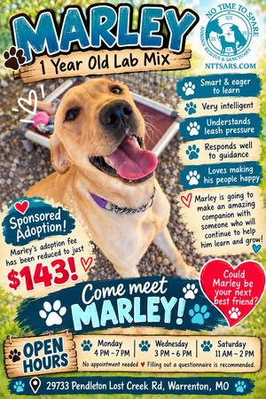 Marley, Labrador Retriever / 31 Flavors Mixes, adult, available for adoption
