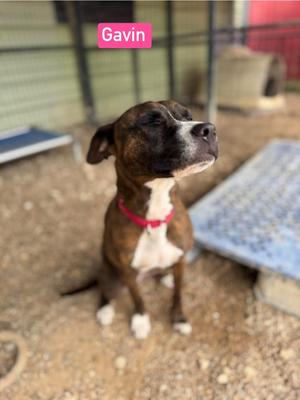 A brown and white dog with a red collar, sitting on a dirt ground. The dog is looking up and to the side. The name "Gavin" is displayed in a pink box at the top of the image.