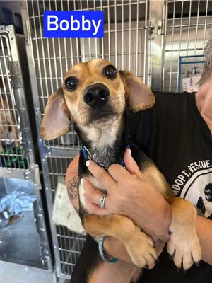 SF Bobby, Beagle / Hounds (All Types), adult, available for adoption