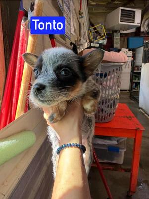 KP Tonto, Blue Heeler / 31 Flavors Mixes, puppy, available for adoption