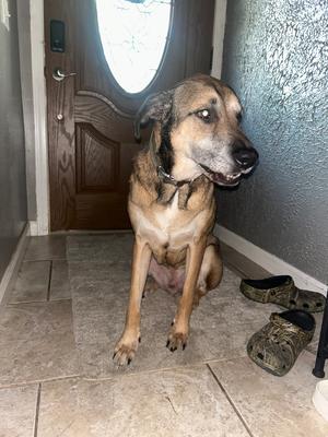 Prince, German Shepherd Dog / 31 Flavors Mixes, adult, available for adoption