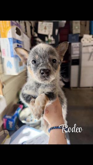 KP Rodeo, Blue Heeler / 31 Flavors Mixes, puppy, available for adoption