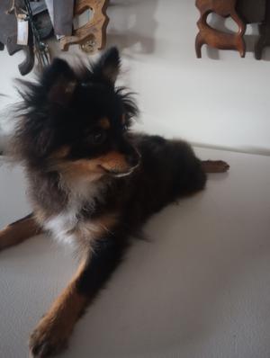 Roamer, Pomeranian, puppy, available for adoption