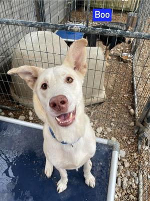 Boo, Shepherd (Unknown Type) / 31 Flavors Mixes, adult, available for adoption