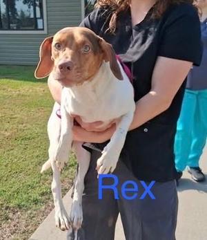 SF Rex, Beagle / Hounds (All Types), adult, available for adoption