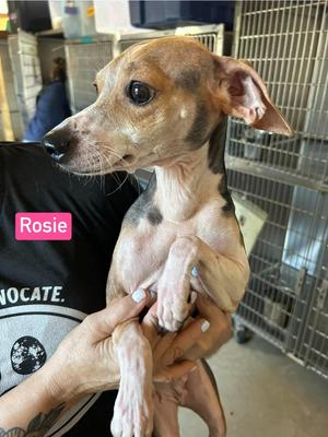 SF Rosie, Beagle / Chihuahua, adult, available for adoption