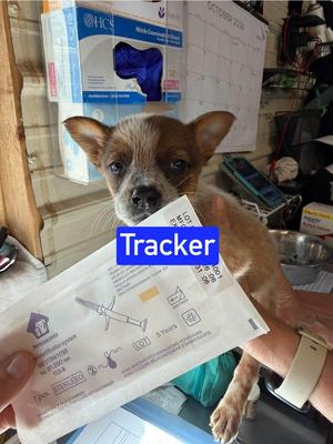 KP Tracker, Blue Heeler / 31 Flavors Mixes, puppy, available for adoption