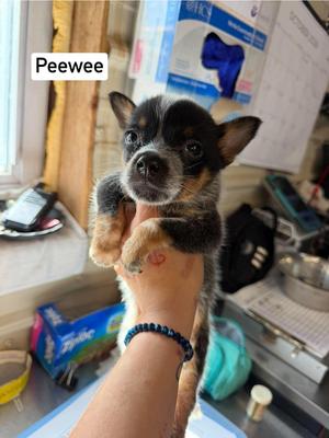 KP  PeeWee, Blue Heeler / 31 Flavors Mixes, puppy, available for adoption