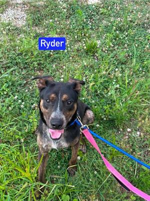 Ryder, Australian Cattle Dog / 31 Flavors Mixes, adult, available for adoption