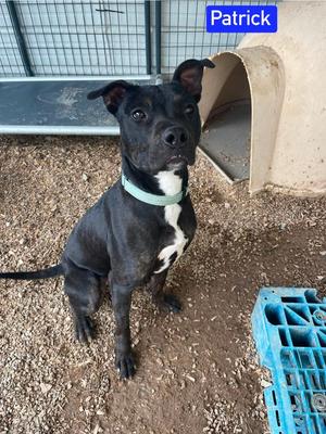 Patrick aka Lincoln, Dutch Shepherd / 31 Flavors Mixes, adult, available for adoption
