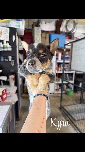 KP Kyra, Blue Heeler / 31 Flavors Mixes, puppy, available for adoption