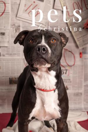 Ozzie, Pit Bull Terrier / 31 Flavors Mixes, adult, available for adoption