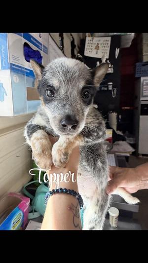 KP Topper, Blue Heeler / 31 Flavors Mixes, puppy, available for adoption