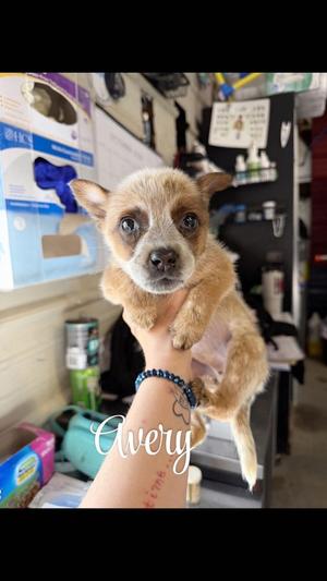 KP Avery, Blue Heeler / 31 Flavors Mixes, puppy, available for adoption