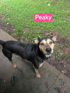 Peaky, Shepherd (Unknown Type) / 31 Flavors Mixes, adult, available for adoption