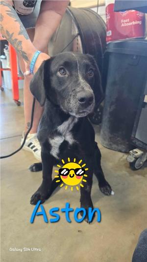 Aston, Labrador Retriever / 31 Flavors Mixes, young, available for adoption