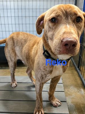 Reko, Labrador Retriever / 31 Flavors Mixes, adult, available for adoption
