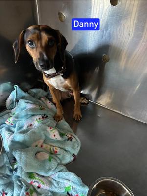 Sf Danny, Beagle / Hounds (All Types), adult, available for adoption