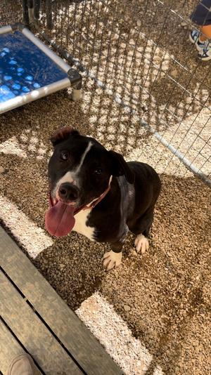 Rook AKA D pup- Brook, Labrador Retriever / 31 Flavors Mixes, adult, available for adoption