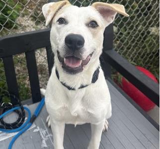 JULIE, Labrador Retriever Mix, young, available for adoption