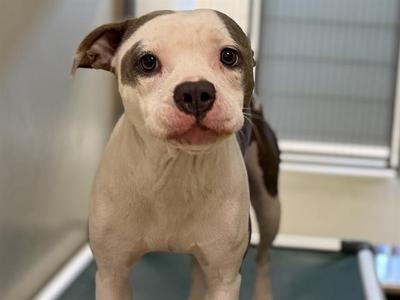 A white and brown puppy with floppy ears standing on a blue surface, looking directly at the camera.