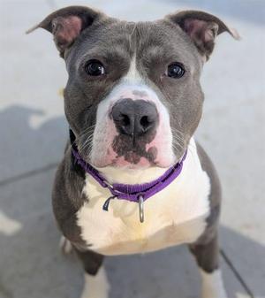 A close-up of a gray and white dog with a purple collar, looking directly at the camera.