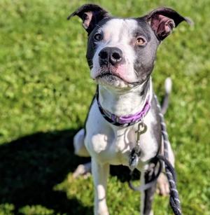 BALTO, Terrier, young, available for adoption