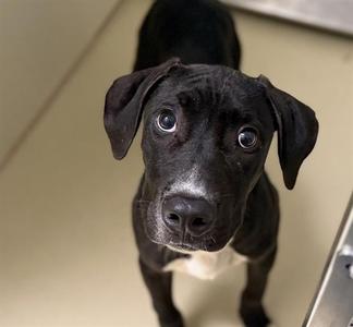 ENZO, Terrier, young, available for adoption