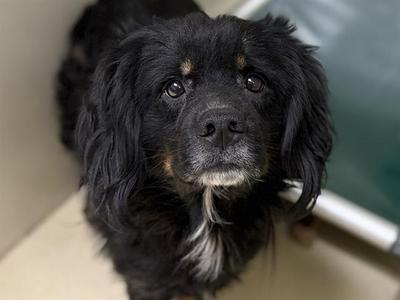 A491217, Australian Shepherd and Border Collie, adult, available for adoption