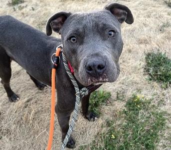 GEORGE, Terrier, adult, available for adoption