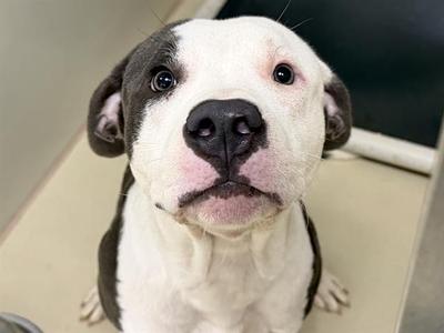 A488060, Terrier, young, available for adoption