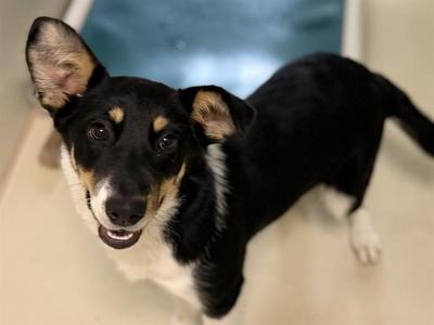 A491226, Collie Mix, puppy, available for adoption